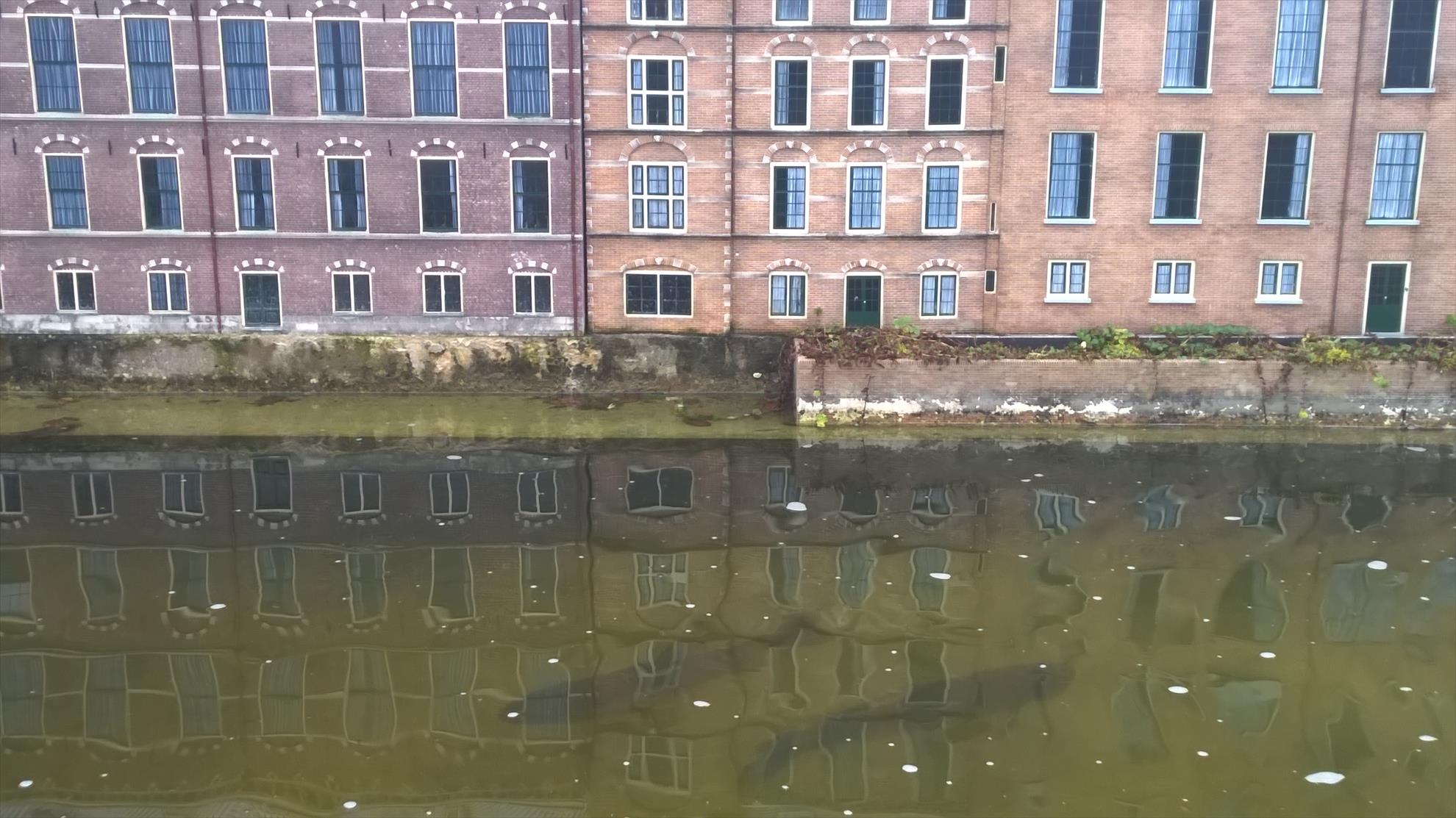 Crapi mutanti - wp20141029331.jpg